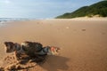 Crab on beach Royalty Free Stock Photo