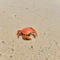 Crab on a beach ai generated image Royalty Free Stock Photo