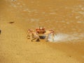 Crab on the beach on Bazaruto Island Royalty Free Stock Photo