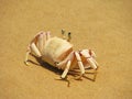Crab on the beach on Bazaruto Island Royalty Free Stock Photo