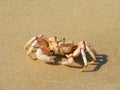 Crab on the beach on Bazaruto Island Royalty Free Stock Photo