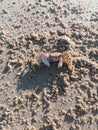 Crab on the beach Hartenbos South Africa