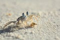 crab on the beach