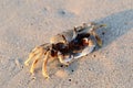 Crab at beach in Thailand.