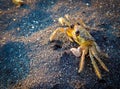 Yellow Crab on the beach