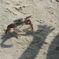 Crab beachlife summer crustace cangrejo Royalty Free Stock Photo