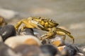 Crab Royalty Free Stock Photo