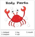 Crab body parts Royalty Free Stock Photo