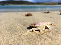 Crab body on sandy beach with blue water in background