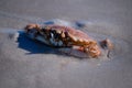 A crab buring himself in the sand