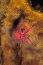 A crab is busy hunting for food and is sitting in its host ,a barrel sea sponge