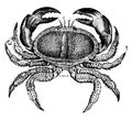 Crab cake, vintage engraving