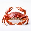 Loose Gestural Crab On White Isolated Background