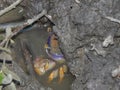 A crab in the Caroni Swamp, Trinidad and Tobago, West Indies