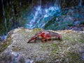 Crab with cataract background.foreground of a red crayfish with a background of water cascade blurred Royalty Free Stock Photo