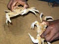 Crab catching in beach by fishermen
