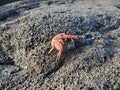 Crab caught too long in the sun