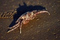 Crab on the beach Royalty Free Stock Photo