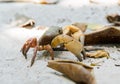 Crab Chicken on the beach Tachai Island Royalty Free Stock Photo