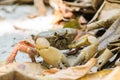 Crab Chicken on the beach Tachai Island Royalty Free Stock Photo