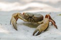 Crab Chicken on the beach Tachai Island Royalty Free Stock Photo