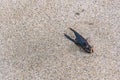 Crab claw buried in the sand Royalty Free Stock Photo