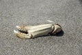 Crab claw on fine sand beach Royalty Free Stock Photo