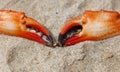 Crab claw lies on the sand Royalty Free Stock Photo