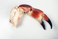 Crab claw on a plate Royalty Free Stock Photo