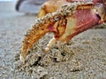 Crab claw in sand Royalty Free Stock Photo