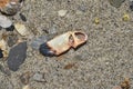 A Crab Claw on the Matelot Bay, Trinidad and Tobago Royalty Free Stock Photo