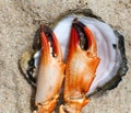 Crab claw and shell lie on the sand Royalty Free Stock Photo