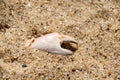 Crab claw shell in the sand Royalty Free Stock Photo