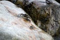 The crab climbed out on a rock Royalty Free Stock Photo
