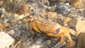 Crab. Close up of a crab Claw crab - closeup Big crab in the water at the beach , nature , sea , river, beach, animal, animals, w