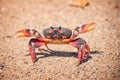 Crab close up, Cuba Royalty Free Stock Photo