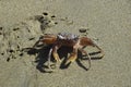 Crab close-up in the sand on the beach. Mancora, Peru Royalty Free Stock Photo