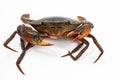 Crab