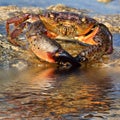 Crab on coastal rocks