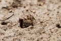 A crab is coming out of the ground hole Royalty Free Stock Photo