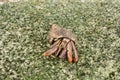 Crab On A Concrete Pavement Royalty Free Stock Photo