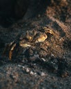 Crab covered with beach sand at sunset, Guam