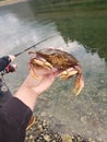 Crab crabbing fishing pole water