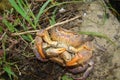 Crab. crabs mating Mated animals. Mating Systems in Sexual Animals. animals mating. close up claws crabs, claw. Mating season, Rom