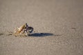 A crab crawling on the beach sand Royalty Free Stock Photo