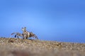 A crab crawling on the beach sand Royalty Free Stock Photo