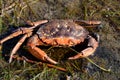 Crab