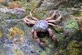 Crab crustacean in rain-forest