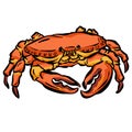 Crab Crustacean Shell Vector Cartoon Illustration