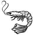 Crab Crustacean Shell Vector Cartoon Illustration Shrimp Shellfish